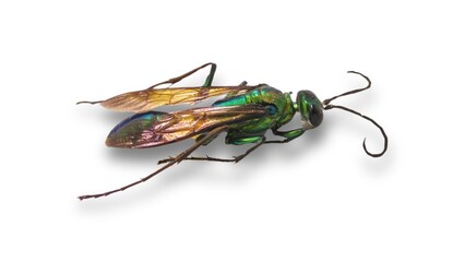 Side view of a Emerald cockroach wasp, Ampulex compressa, isolated