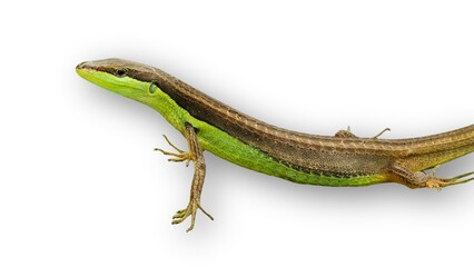 lizard isolated on white