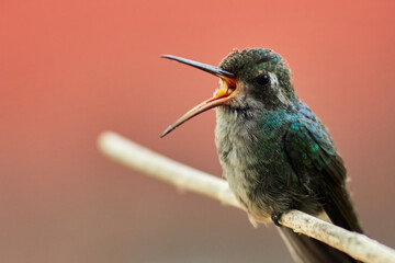Colibrí © josertoledoph