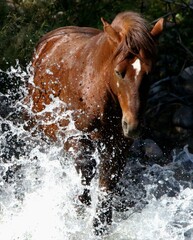 Wild Stallion Making a Splash 