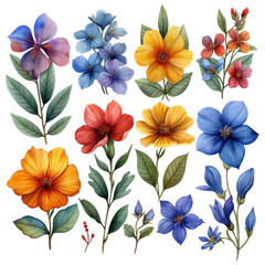 Watercolor flower set isolated background. Various floral collection of nature blooming flower clip art illustration