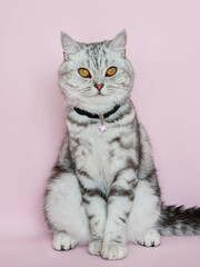 A serene British Shorthair cat with silver tabby fur and striking amber eyes sits against a soft...