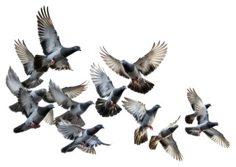 PNG A big flock of pigeons flying together animal bird white background.