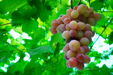 山梨県の葡萄園で実っていたとっても美味しそうな葡萄。