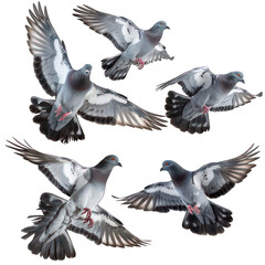 side view of pigeons transparent isolated on white png