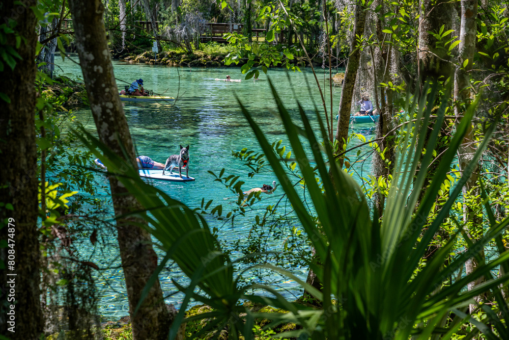 Canvas Prints crystal river, florida