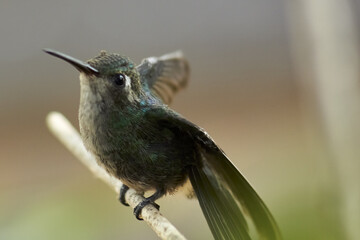 Colibrí © josertoledoph