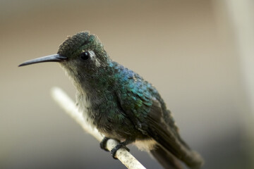 Colibrí