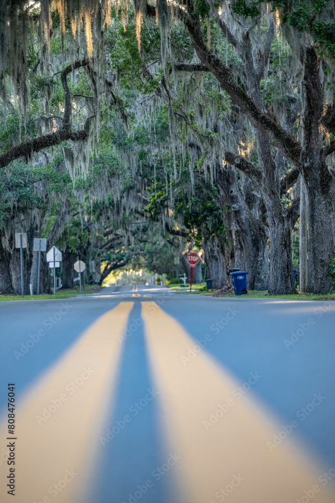 Sticker road lined with oak trees