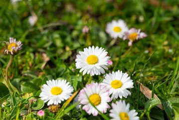 Fototapeta premium Daisy flowers on green grass in the garden. Spring background.