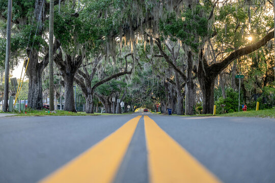 road lined with oak trees