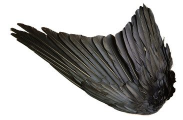 Naklejka premium texture of black feathers of a raven wing isolated.