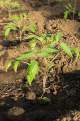 Tomato seedlings planted in the ground in a greenhouse.