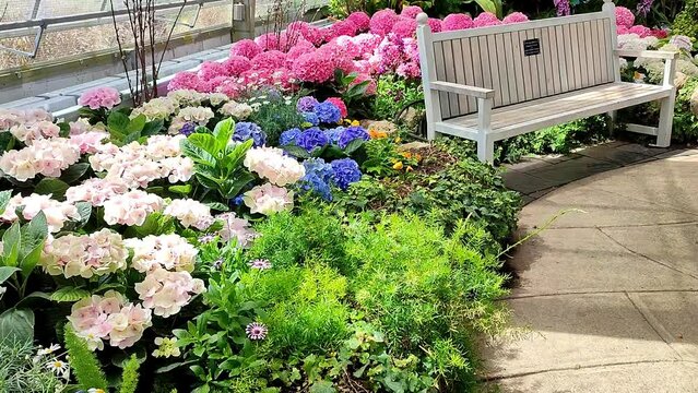 Blooming hydrangea in the conservatory