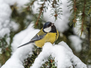 Naklejka premium Cute bird Great tit, songbird sitting on the fir branch with snow in winter