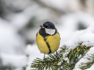 Cute bird Great tit, songbird sitting on the fir branch with snow in winter