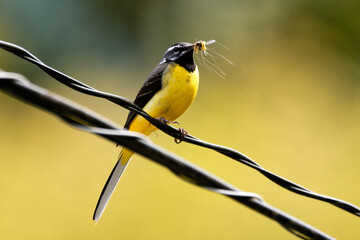 雛に与える餌を運ぶキセキレイ