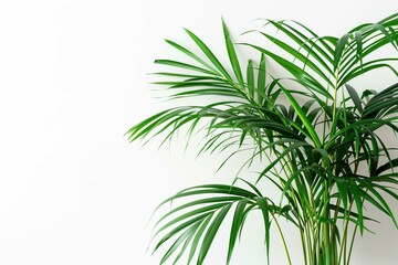 Areca Palm, plant with text space isolated on white