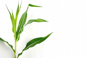 Corn Plant with text space isolated on white