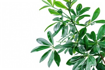 Schefflera, plant with text space isolated on white