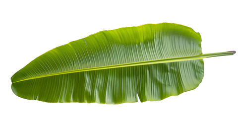 Fresh whole banana leaf isolated on white background which is mostly used in south india for feast as plates and making snacks items ,isolated mainly for vishu and onam sadhya
