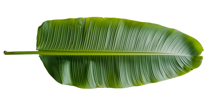Fresh whole banana leaf isolated on white background which is mostly used in south india for feast as plates and making snacks items ,isolated mainly for vishu and onam sadhya