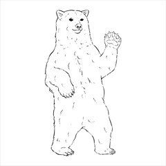 polar bear hand drawing illustration