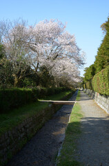 春の南禅寺界隈　琵琶湖疎水と桜　京都市左京区