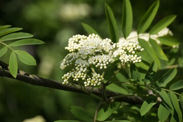 Branch of a white flowering rowan tree in closeup