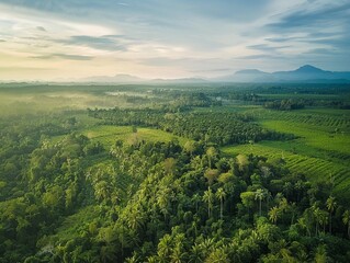 Fototapeta premium Aerial drone shot of a large reforestation area