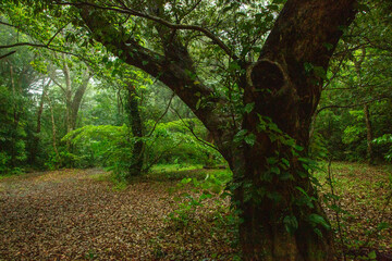 Naklejka premium 奄美自然観察の森