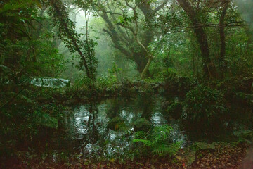 奄美自然観察の森