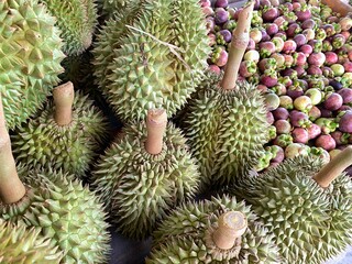 tropical durian and mangosteen fresh from the garden in thailand