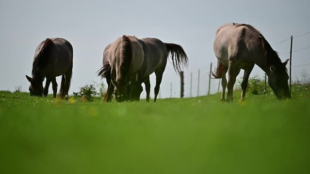 Video: Konik horse, horse grazing on a green meadow in summer, herd of horses on a pasture in motion
