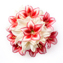 Top view of blooming Amaryllis flower head with white and red petals on white