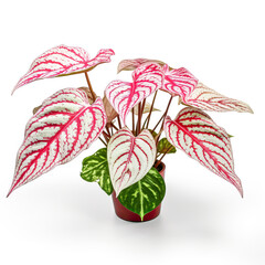 White foliage with red speckles fancy leaf Caladium tropical foliage houseplan on white background