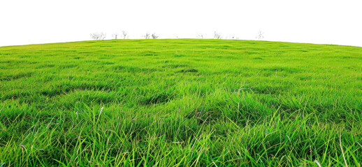 Fototapeta premium PNG Field backgrounds grassland outdoors.