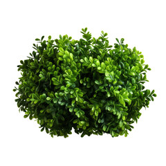 topiary, green, leaves, round, small, isolated, clipping path