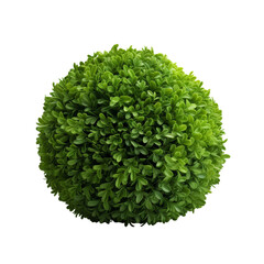 Fototapeta premium A green round bush on a transparent background. 