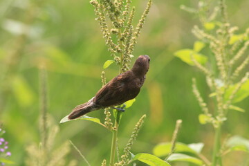 Scaly-breasted Munia 