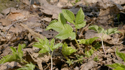 Fototapeta premium Southern Urals, shoots of ground elder (Aegopodium podagraria) in the forest in spring.