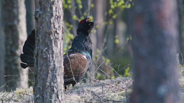 Male western capercaillie roost on lek site in lekking season close up in pine forest morning light