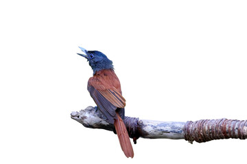 Asian Paradise Flycatcher perched on a dry branch isolated on transparent background png file.
