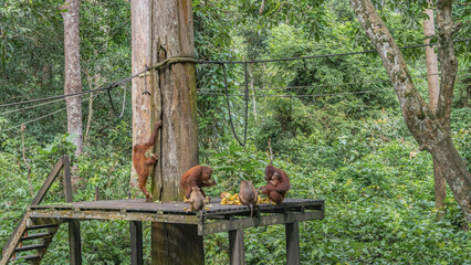 Fruits are laid out on a plank platform in the Sepilok Orangutan Rehabilitation Centre. The monkeys have gathered and are eating food. Mom orangutan holds baby in arms, hugs. The ropes are stretched