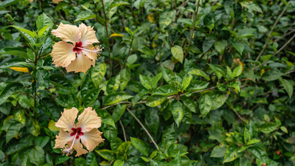 Two beautiful yellow hibiscus flowers on a background of lush green leaves. Elegantly curved petals, long pistils, red centers. The left side. Close-up. Malaysia.
