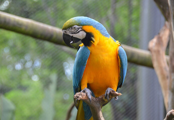 Blue and yellow macaw (Ara ararauna), also known as blue and golden macaw. Brazilian fauna
