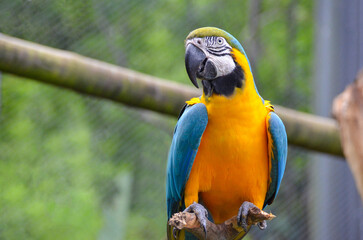 Blue and yellow macaw (Ara ararauna), also known as blue and golden macaw. Brazilian fauna