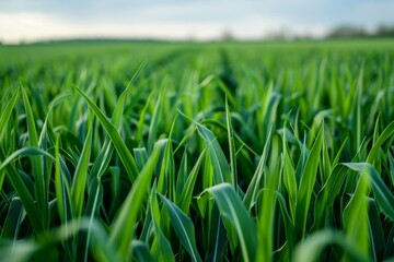close up of vast green crops.. - Powered by Adobe