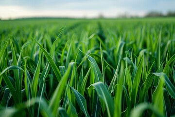 Fototapeta premium close up of vast green crops..