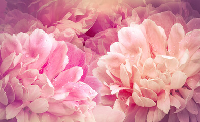 Flowers  pink  peonies.  Floral  spring  background. Petals peonies. Close-up. Nature.
